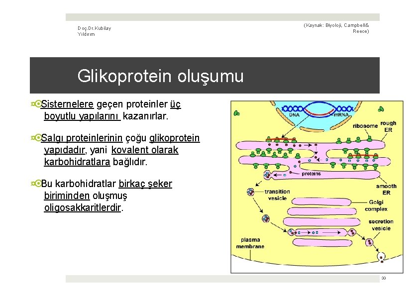 Doç. Dr. Kubilay Yıldırım (Kaynak: Biyoloji, Campbell & Reece) Glikoprotein oluşumu ¤ Sisternelere geçen