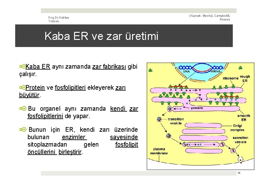 Doç. Dr. Kubilay Yıldırım (Kaynak: Biyoloji, Campbell & Reece) Kaba ER ve zar üretimi