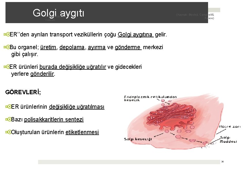Golgi aygıtı Doç. Dr. Kubilay Yıldırım (Kaynak: Biyoloji, Campbell & Reece) ¤ ERʼ’den ayrılan
