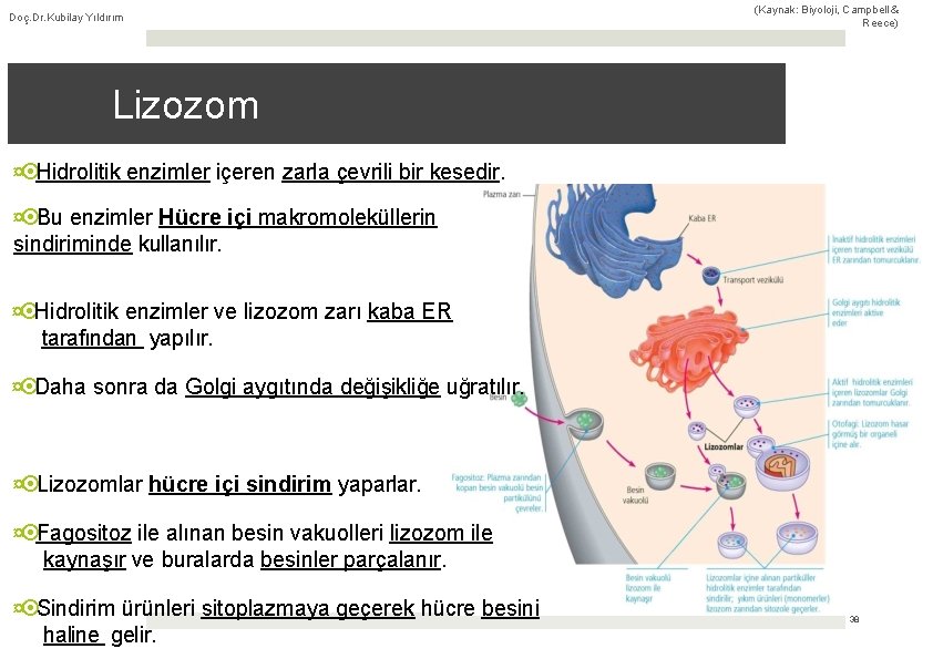 Doç. Dr. Kubilay Yıldırım (Kaynak: Biyoloji, Campbell & Reece) Lizozom ¤ Hidrolitik enzimler içeren