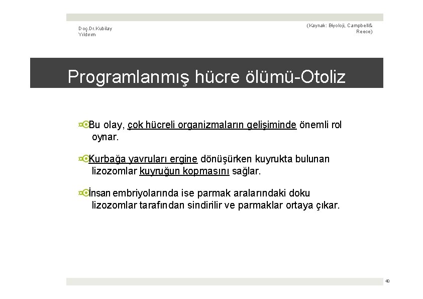 Doç. Dr. Kubilay Yıldırım (Kaynak: Biyoloji, Campbell & Reece) Programlanmış hücre ölümü-Otoliz ¤ Bu