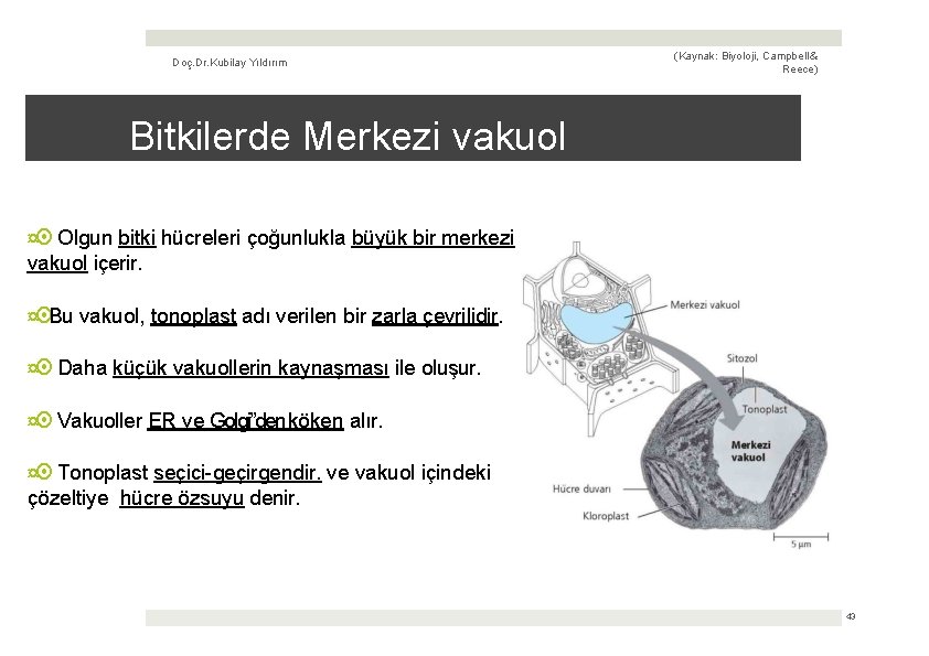 Doç. Dr. Kubilay Yıldırım (Kaynak: Biyoloji, Campbell & Reece) Bitkilerde Merkezi vakuol ¤ Olgun