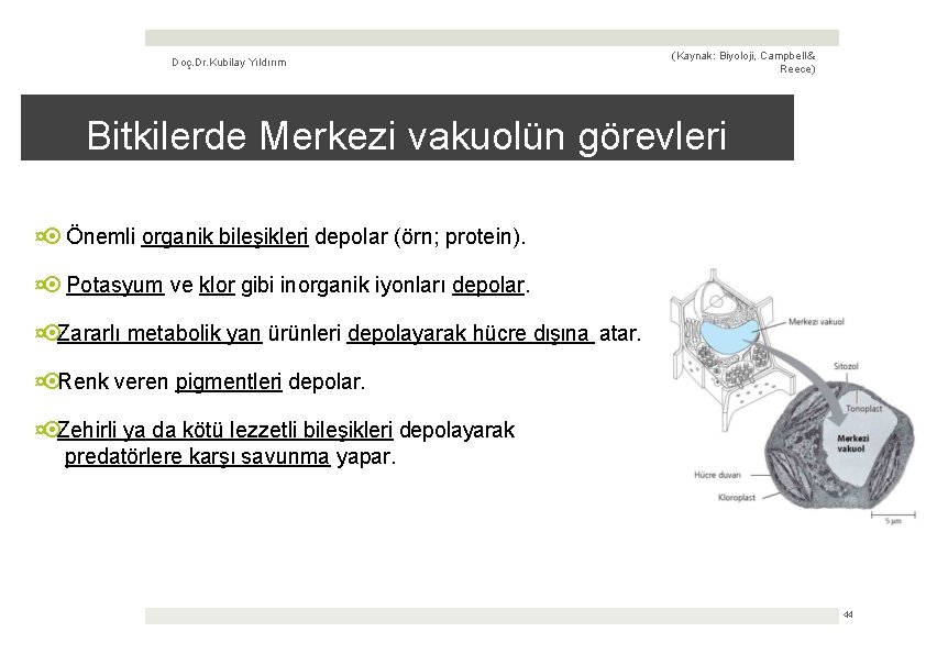 Doç. Dr. Kubilay Yıldırım (Kaynak: Biyoloji, Campbell & Reece) Bitkilerde Merkezi vakuolün görevleri ¤