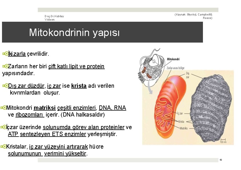 Doç. Dr. Kubilay Yıldırım (Kaynak: Biyoloji, Campbell & Reece) Mitokondrinin yapısı ¤ İki zarla