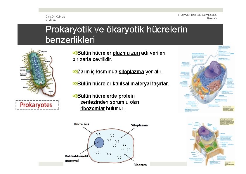 (Kaynak: Biyoloji, Campbell & Reece) Doç. Dr. Kubilay Yıldırım Prokaryotik ve ökaryotik hücrelerin benzerlikleri