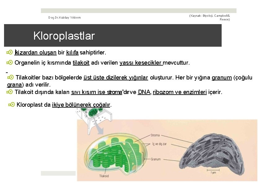 Doç. Dr. Kubilay Yıldırım (Kaynak: Biyoloji, Campbell & Reece) Kloroplastlar ¤ İki zardan oluşan