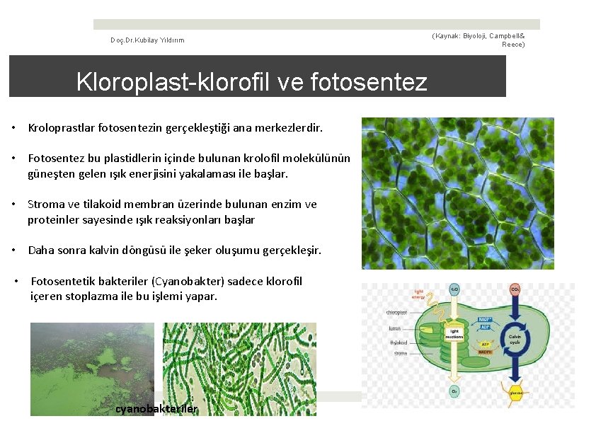 Doç. Dr. Kubilay Yıldırım (Kaynak: Biyoloji, Campbell & Reece) Kloroplast-klorofil ve fotosentez • Kroloprastlar