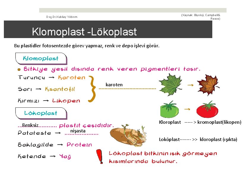 (Kaynak: Biyoloji, Campbell & Reece) Doç. Dr. Kubilay Yıldırım Klomoplast -Lökoplast Bu plastidler fotosentezde
