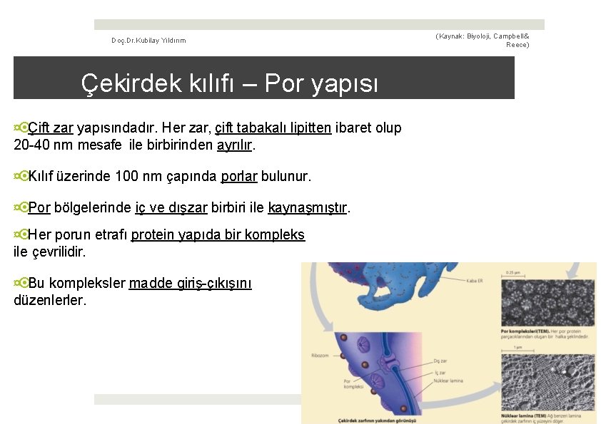 Doç. Dr. Kubilay Yıldırım (Kaynak: Biyoloji, Campbell & Reece) Çekirdek kılıfı – Por yapısı