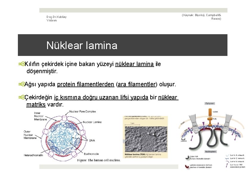 Doç. Dr. Kubilay Yıldırım (Kaynak: Biyoloji, Campbell & Reece) Nüklear lamina ¤ Kılıfın çekirdek