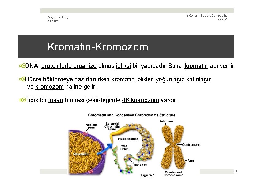 Doç. Dr. Kubilay Yıldırım (Kaynak: Biyoloji, Campbell & Reece) Kromatin-Kromozom ¤ DNA, proteinlerle organize