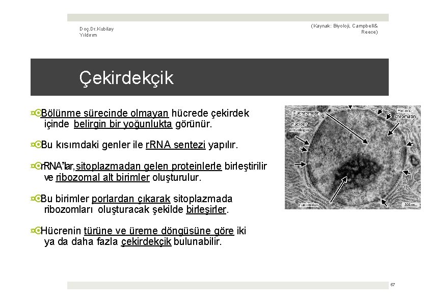 Doç. Dr. Kubilay Yıldırım (Kaynak: Biyoloji, Campbell & Reece) Çekirdekçik ¤ Bölünme sürecinde olmayan