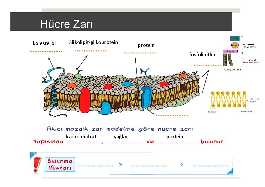 Hücre Zarı kolesterol Glikolipit-glikoprotein fosfolipitler karbonhidrat yağlar protein 