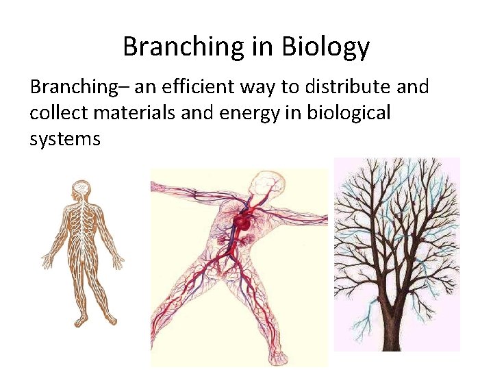 Branching in Biology Branching– an efficient way to distribute and collect materials and energy Branching in Biology Branching– an efficient way to distribute and collect materials and energy