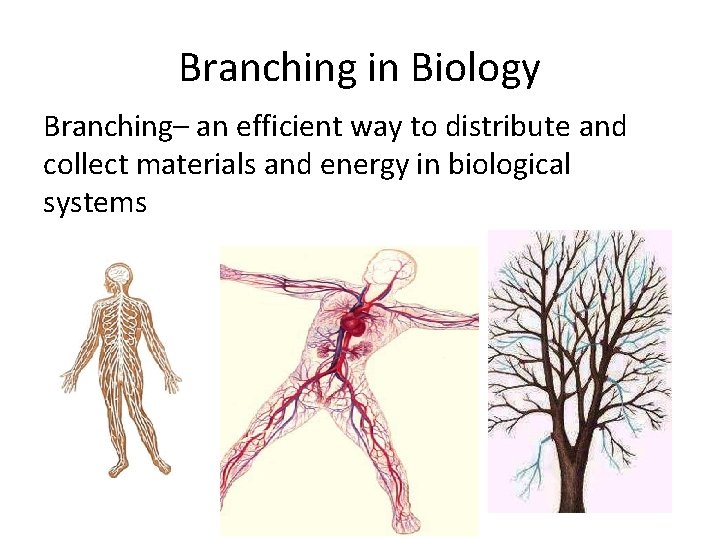 Branching in Biology Branching– an efficient way to distribute and collect materials and energy