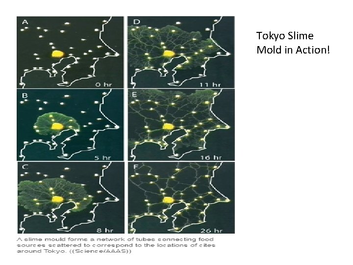 Tokyo Slime Mold in Action! 