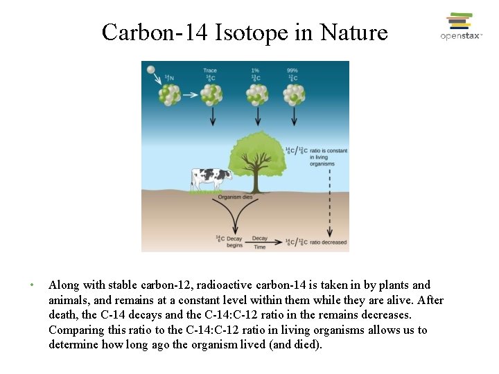 Carbon-14 Isotope in Nature • Along with stable carbon-12, radioactive carbon-14 is taken in