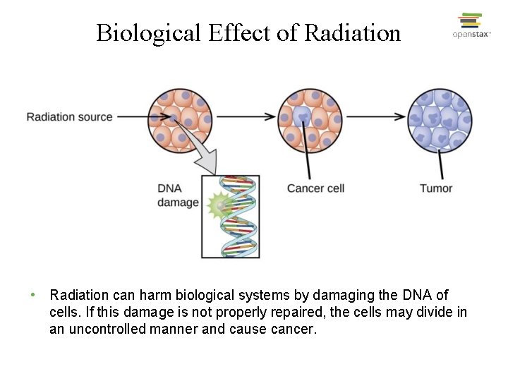 Biological Effect of Radiation • Radiation can harm biological systems by damaging the DNA