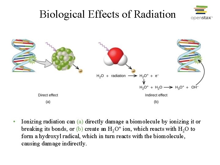 Biological Effects of Radiation • Ionizing radiation can (a) directly damage a biomolecule by