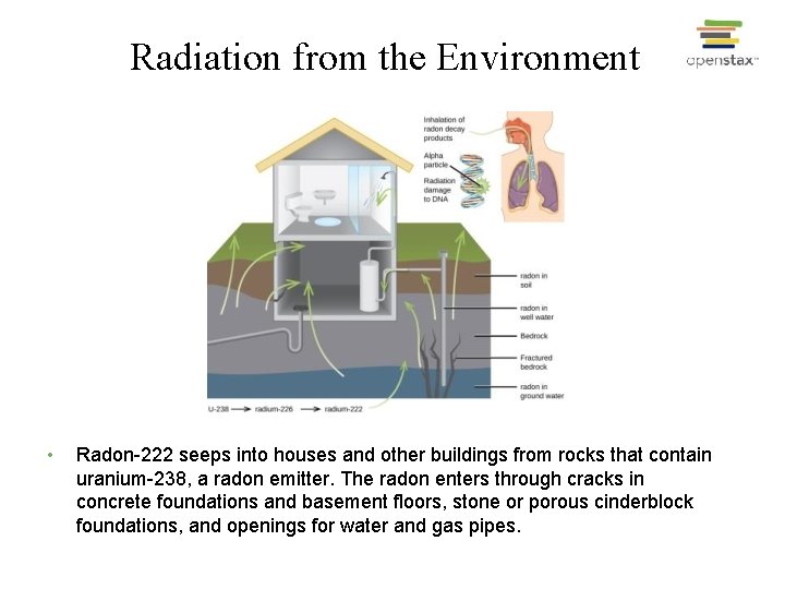 Radiation from the Environment • Radon-222 seeps into houses and other buildings from rocks