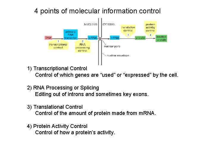 4 points of molecular information control 1) Transcriptional Control of which genes are “used”