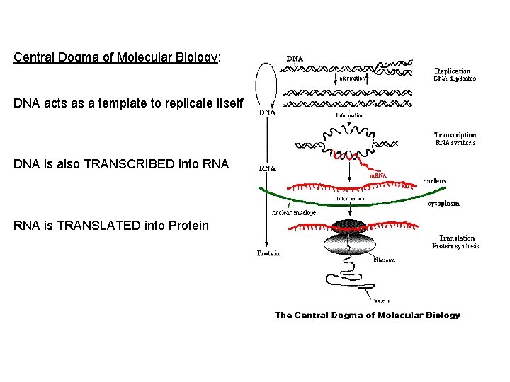 Central Dogma of Molecular Biology: DNA acts as a template to replicate itself DNA