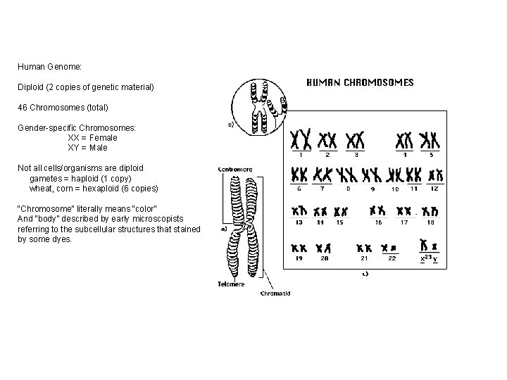 Human Genome: Diploid (2 copies of genetic material) 46 Chromosomes (total) Gender-specific Chromosomes: XX