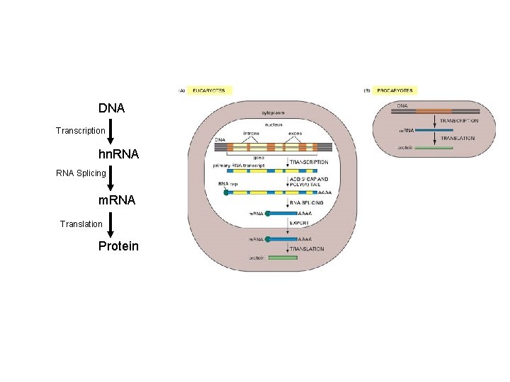 DNA Transcription hn. RNA Splicing m. RNA Translation Protein 