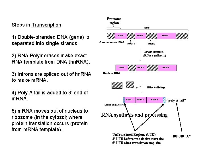 Steps in Transcription: Promoter region 1) Double-stranded DNA (gene) is separated into single strands.