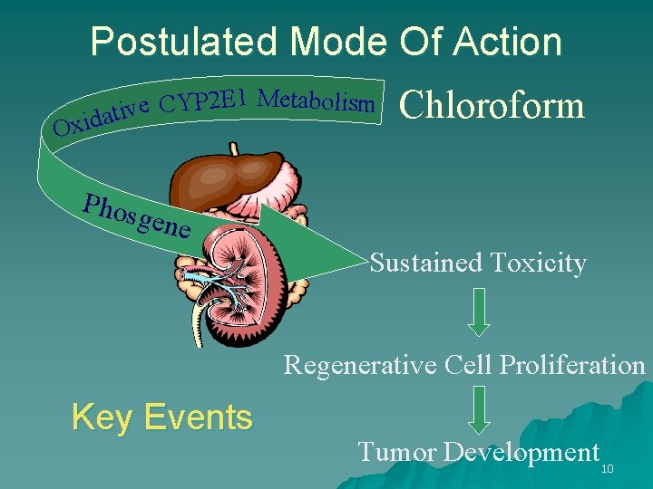 Postulated Mode Of Action 1 Metabolism E 2 P Y C e v idati