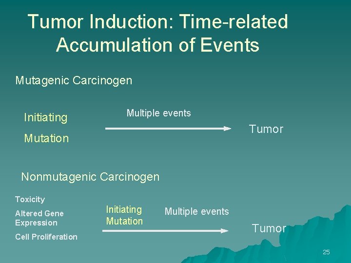 Tumor Induction: Time-related Accumulation of Events Mutagenic Carcinogen Initiating Multiple events Tumor Mutation Nonmutagenic