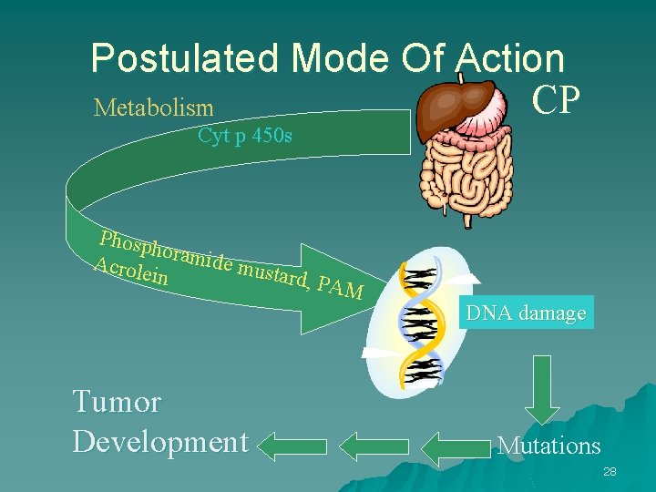 Postulated Mode Of Action CP Metabolism Cyt p 450 s Phosp horam ide mu