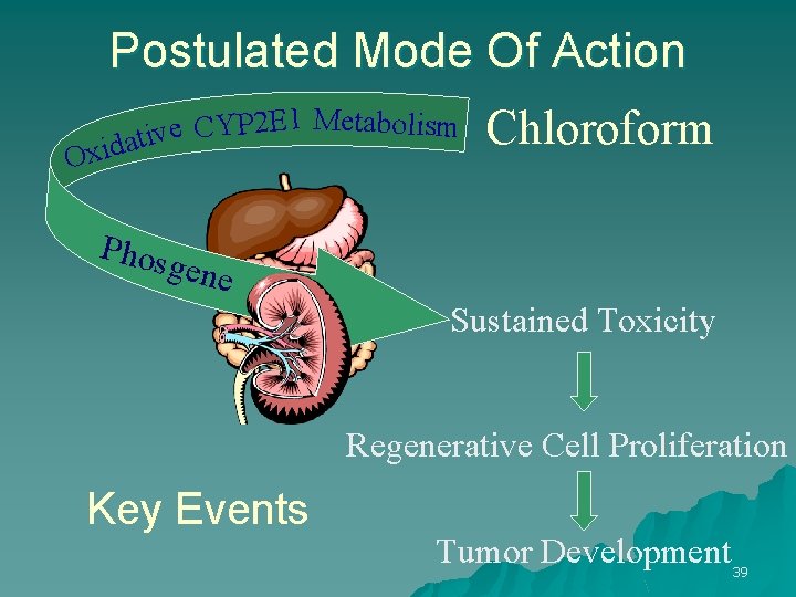 Postulated Mode Of Action 1 Metabolism E 2 P Y C e v idati