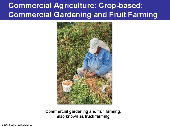 Commercial Agriculture: Crop-based: Commercial Gardening and Fruit Farming Commercial gardening and fruit farming, also