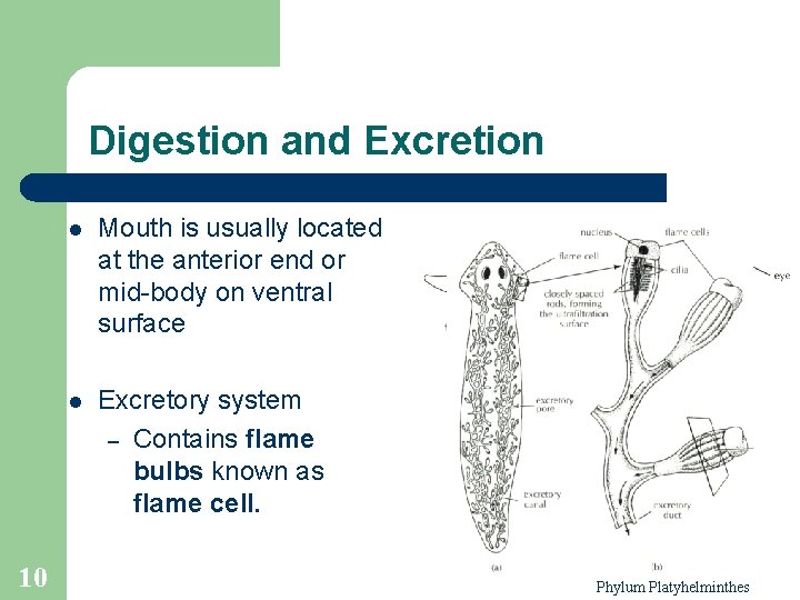 Digestion and Excretion 10 l Mouth is usually located at the anterior end or