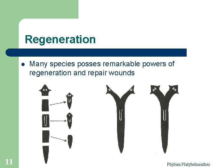 Regeneration l 11 Many species posses remarkable powers of regeneration and repair wounds Phylum Regeneration l 11 Many species posses remarkable powers of regeneration and repair wounds Phylum