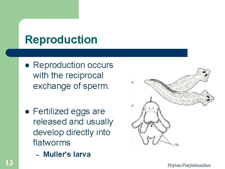 Reproduction l Reproduction occurs with the reciprocal exchange of sperm. l Fertilized eggs are