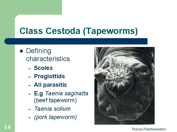 Class Cestoda (Tapeworms) l Defining characteristics – – – 14 Scolex Proglottids All parasitic