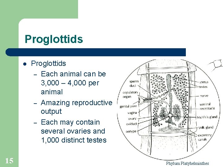 Proglottids l 15 Proglottids – Each animal can be 3, 000 – 4, 000 Proglottids l 15 Proglottids – Each animal can be 3, 000 – 4, 000