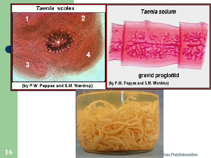 16 Phylum Platyhelminthes 16 Phylum Platyhelminthes