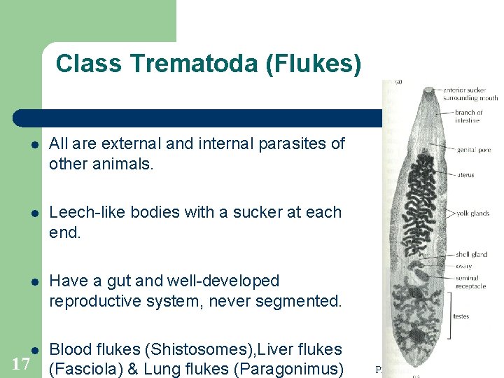 Class Trematoda (Flukes) 17 l All are external and internal parasites of other animals. Class Trematoda (Flukes) 17 l All are external and internal parasites of other animals.