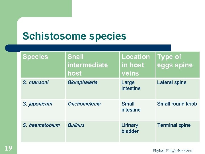 Schistosome species 19 Species Snail intermediate host Location in host veins Type of eggs