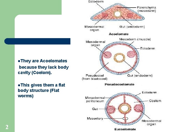 l. They are Acoelomates because they lack body cavity (Coelom). l. This gives them