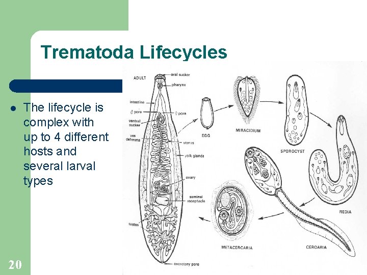 Trematoda Lifecycles l 20 The lifecycle is complex with up to 4 different hosts Trematoda Lifecycles l 20 The lifecycle is complex with up to 4 different hosts