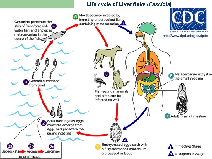 Life cycle of Liver fluke (Fasciola) 23 Phylum Platyhelminthes 