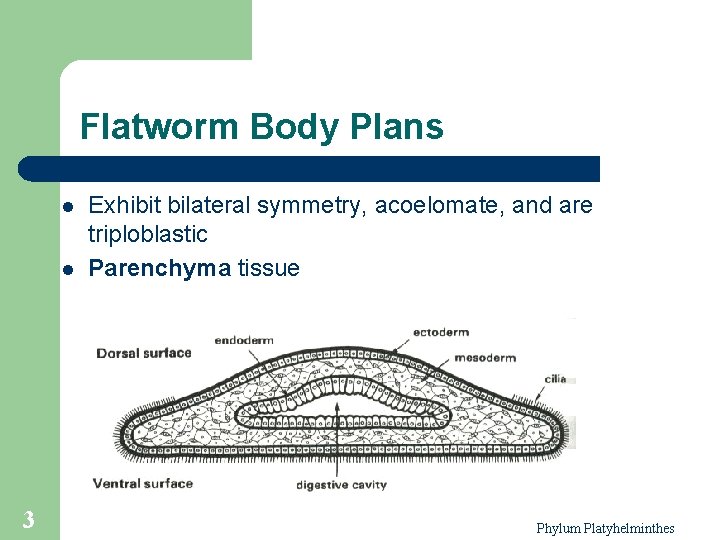 Flatworm Body Plans l l 3 Exhibit bilateral symmetry, acoelomate, and are triploblastic Parenchyma