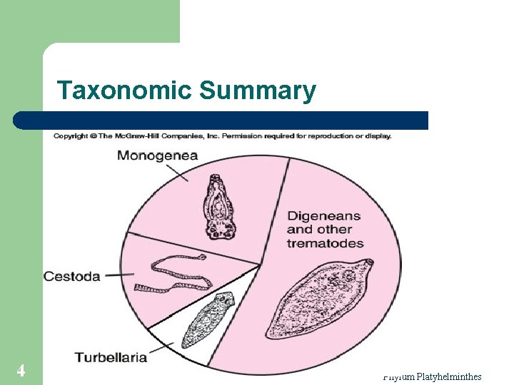 Taxonomic Summary 4 Phylum Platyhelminthes 