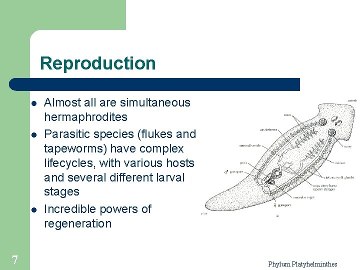 Reproduction l l l 7 Almost all are simultaneous hermaphrodites Parasitic species (flukes and Reproduction l l l 7 Almost all are simultaneous hermaphrodites Parasitic species (flukes and