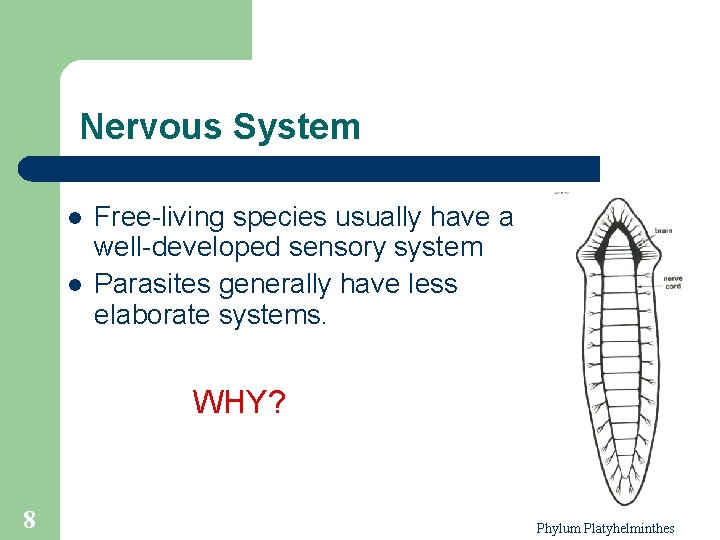 Nervous System l l Free-living species usually have a well-developed sensory system Parasites generally Nervous System l l Free-living species usually have a well-developed sensory system Parasites generally