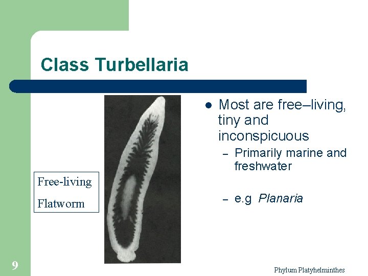 Class Turbellaria l Most are free–living, tiny and inconspicuous – Primarily marine and freshwater Class Turbellaria l Most are free–living, tiny and inconspicuous – Primarily marine and freshwater